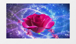 花视频,捕捉瞬间之美，感受生命律动